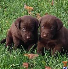 Maybe you would like to learn more about one of these? Labrador Retriever Puppy For Sale Chocolate Lab Puppy 5 Years Old