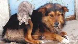 Yilda 2 Milyon Kedi Ve Kopek Olduruluyor Son Dakika Haberleri Internet