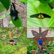 Posted by qaisaralove at 9:44 am. Pergi Taman Rama Rama Reptilia Melaka Cerita Ceriti Ceritu Mamapipie