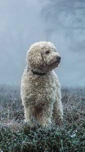 Bichon Frise Dog Phone Wallpaper Lockscreen Hd 4k Android Ios Check More At Https Phonewallp Com Bichon Frise Do Goldendoodle Dog Wallpaper Bichon Frise Dogs