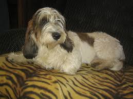 Image result for malý vendéeský hrubosrstý honič