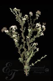 Image result for Eriocephalus