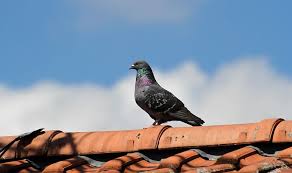 Maybe you would like to learn more about one of these? How To Deter Birds From Your Roof