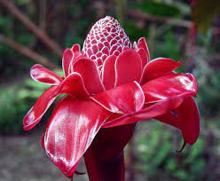 Torch Ginger Torch Ginger Nothing But Flowers Ginger Plant