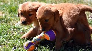 Maybe you would like to learn more about one of these? Red Golden Retrievers Color Controversy Puppy Cost More