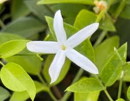 Image result for Jasminum meyeri-johannis