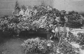 Image result for Voacanga pachyceras