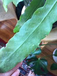 Night blooming cereus will generally refuse to bloom without a winter chill period. What S Going On With My Night Blooming Cereus This Is On Most Of The Leaves And Some Of The Spots Are Just Scabs Now Bought On Craigslist About A Month Ago Plantclinic