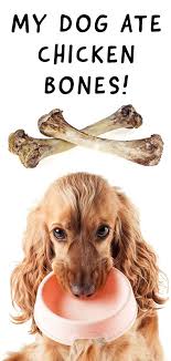 My Dog Ate Chicken Bones A Vet S Guide To Dogs Eating Chicken Bones Dog Ate Chicken Bones Dog Eating Can Dogs Eat Chicken