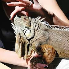 Being one of the longest living they are not sold as regularly as green iguanas, but there is still a good number of them out there. How To Train Your Iguana To Be Handled