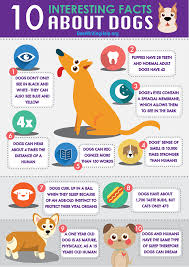 Information About Our Services Bestwritinghelp Org Dog Facts Fun Facts About Dogs Fun Facts