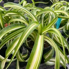Image result for Chlorophytum lancifolium