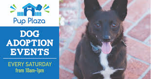 Find san jose, california animal shelters, puppy dog and cat shelters, pet adoption centers, dog pounds, and humane societies. Events