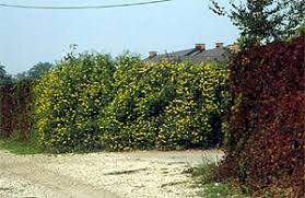 Check spelling or type a new query. Articles Clematis Zrodlo Dobrych Pnaczy