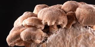 Both mushrooms are grown in japan. Meshima Mushroom Supports Healthy Breast Tissue Taste For Life