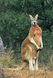 Mascots Of Australia Cute Australian Animals Australian Animals Australian Native Animals
