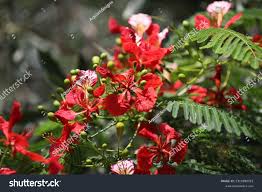 Image result for Delonix