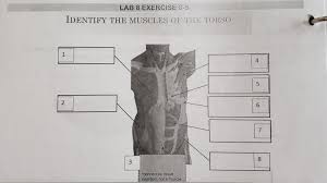 966 835 muscles of the torso, neck and arms myminifactory. Solved Lab 8 Exercise 8 5 Identify The Muscles Of The Tor Chegg Com