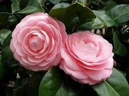 Mis Flores Camellia Flower Beautiful Pink Flowers Flowers