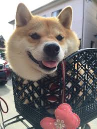 柴犬ハナ 87shiba87 さん twitter doggy cuteness overload animals