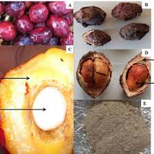 Image result for Anisophyllea quangensis