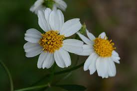 Image result for Bidens sp.no.1