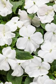 Image result for Impatiens burtonii