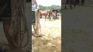 Kuda poni (pony ) , adalah kuda yang termasuk jarang pemiliknya. Kuda Kawin Youtube