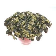 Image result for Pilea johnstonii