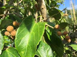 Image result for Cordia afra