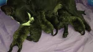 Don't pay for one, rescue one from a shelter. Bugg Puppies Boston Terrier And Pug Mix Youtube