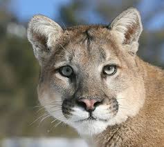 10 Remarkable Facts About Mountain Lions Small Wild Cats Mountain Lion Pictures Mountain Lion