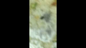 مطعم الجاهز حصلوا حشرة وسط الاكل بعد مااكلوا Youtube