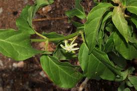 Image result for Marsdenia macrantha