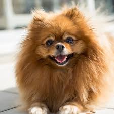 It generally is classified as a subspecies of the gray wolf (canis lupus), a mammal of the canidae family of the order carnivora. The Best Small Dog Breeds