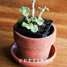 Image result for cuttings of geraniums