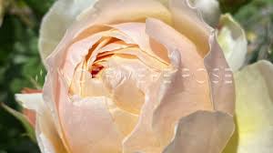 Perfectly rounded buds open to full, cupped flowers. Windermere Rose David Austin Youtube