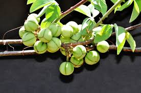 Image result for Adenia fruticosa