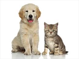 Because golden retrievers were bred as working dogs (so they love to have a job!) and are incredibly fast learners, they're often employed as hunting dogs, rescue dogs, and therapy dogs. Animal Cat And Dog Baby Animal Cat Cute Dog Golden Retriever Kitten Hd Wallpaper Wallpaperbetter