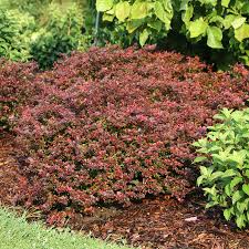 Image result for Berberis