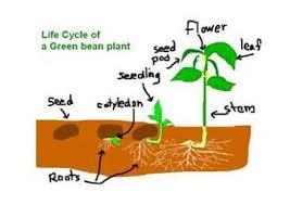 Bean Plant Life Cycle Labels Plant Life Cycle Plant Science Life Cycles