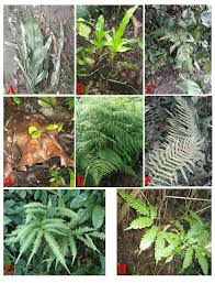 Image result for Selaginella cathedrifolia