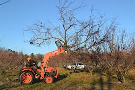 Downsizing Peach Varieties