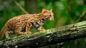 The black footed cat is widespread across 3 countries, but possibly the rarest small wild cat in the southern half of the african continent. Can Rusty Spotted Cats Be Pets Unknown Facts Unravelled Rusty Spotted Cat Small Wild Cats Spotted Cat