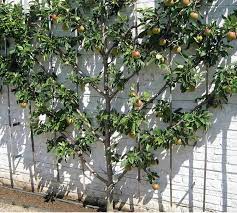 While portland nursery stocks small fig trees, the other fruit trees we sell are more mature. Espaliered Fruit Trees At Portland Nursery And Garden Center