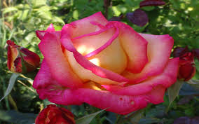 We deliver flowers to dunstable, houghton regis and the surrounding villages, including eaton bray, edlesborough, totternhoe, kensworth, studham. Rose Flower Names Hd Cool 7 Wallpapers13 Com