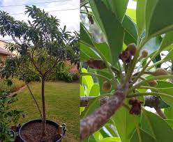 Keeping about 6 inches away from the tree trunk, mulch with about 3 to 6 inches of coarse bark or cocoa bean hulls to retain moisture. Toptropicals Com We Grow Happiness