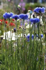 As a rugged reseeding annual, bachelor's button will pop up year after year without needing much help from you. Bachelor Buttons Flower Garden Plans Planting Flowers Lilly Plants