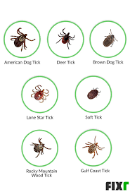 This page is a general tick control guide. 2021 Tick Extermination Cost Tick Extermination Service