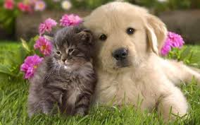 Ruyada Kedi Kopek Yavrusu Gormek Ruyandagor Com